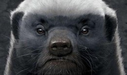 粉丝爆料平头哥视频下载,粉丝爆料背后的精彩瞬间